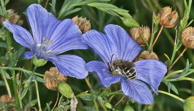 Linum austriacum