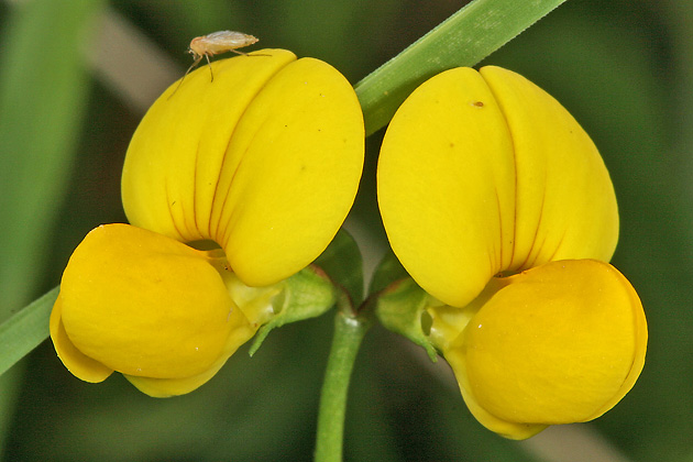 Lotus corniculatus