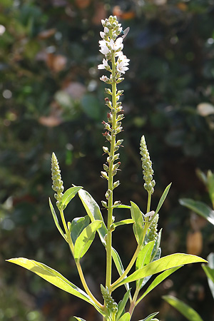 Lysimachia fortunei (13.7.2017) Lysimachia fortunei