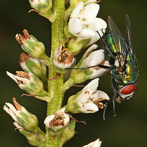 Lysimachia fortunei mit Lucilia sericata (8.7.2017) Lysimachia fortunei