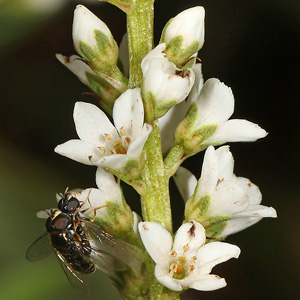 Lysimachia fortunei mit Paragus haemorrhous (16.7.2017) Lysimachia fortunei