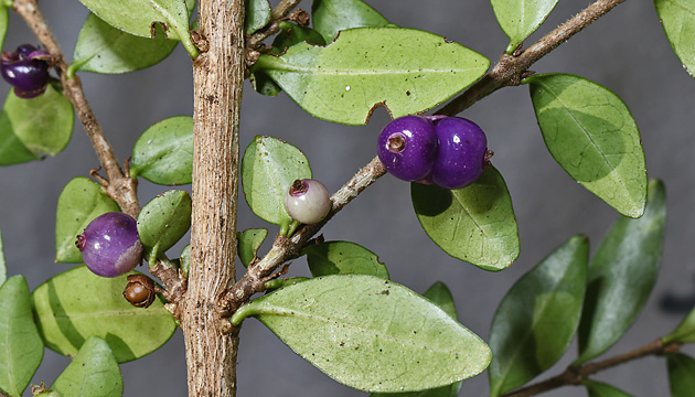 Lonicera ligustrina var. pileata