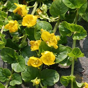 Lysimachia nummularia (29.6.2006) Lysimachia nummularia