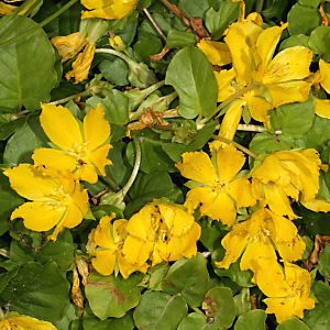 Lysimachia nummularia (1.7.2012) Lysimachia nummularia