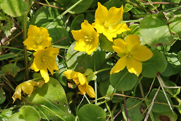 Lysimachia nummularia (2.7.2021) Lysimachia nummularia