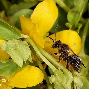 Lysimachia nummularia (17.6.2012) Lysimachia nummularia