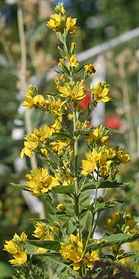 Lysimachia punctata