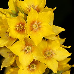 Lysimachia punctata