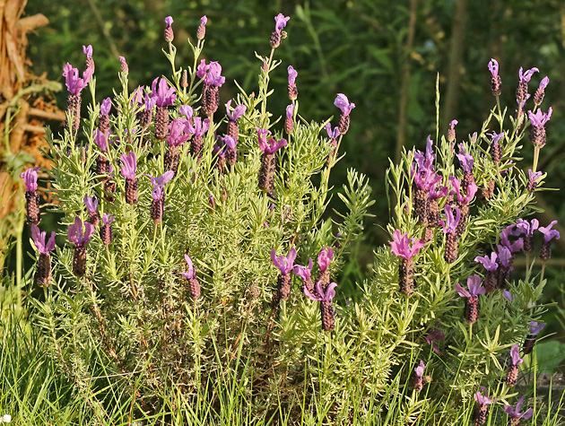 Lavandula stoechas (17.5.2020) Lavandula stoechas