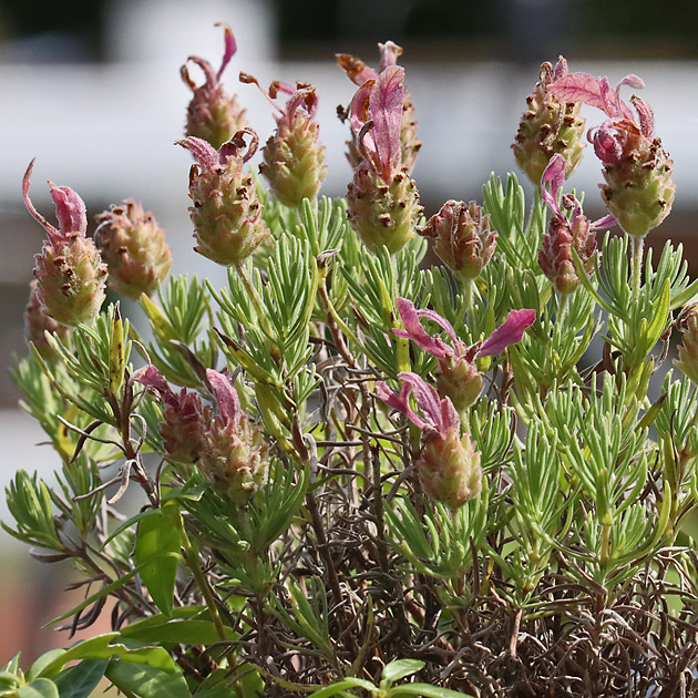 Lavandula stoechas (Borkum, 11.7.2024) Lavandula stoechas