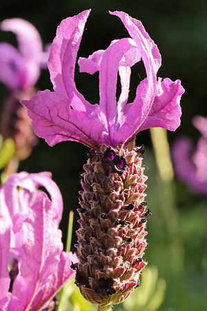 Lavandula stoechas