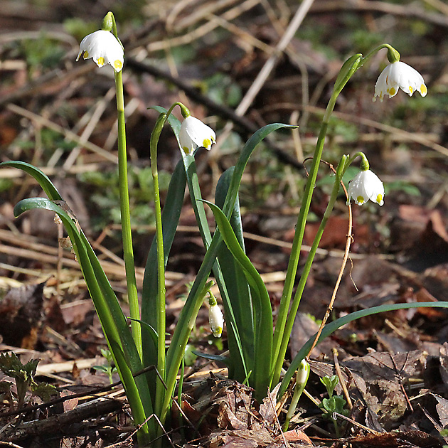 Leucojum vernum