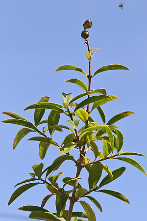 Ligustrum vulgare