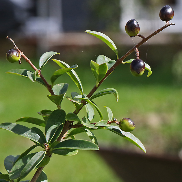 Ligustrum vulgare (14.9.2025) Ligustrum vulgare