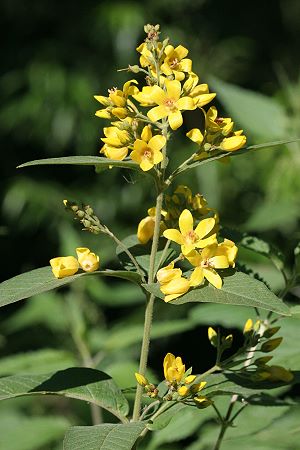 Lysimachia vulgaris