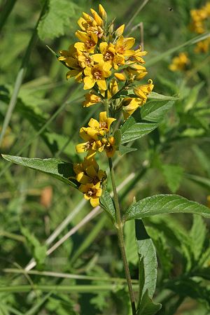 Lysimachia vulgaris