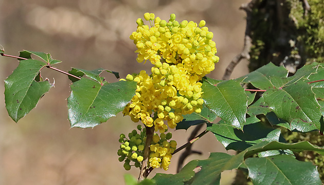 Mahonia aquifolium
