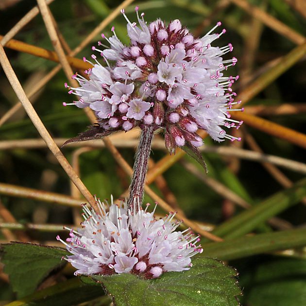 Mentha aquatica