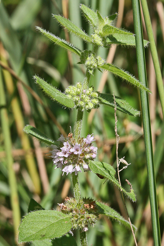 Mentha arvensis