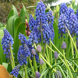 Muscari botryoides
