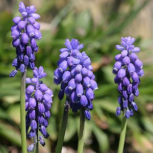 Muscari botryoides