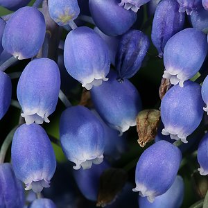 Muscari botryoides