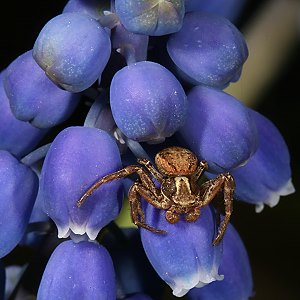 Muscari botryoides mit Xysticus cristatus