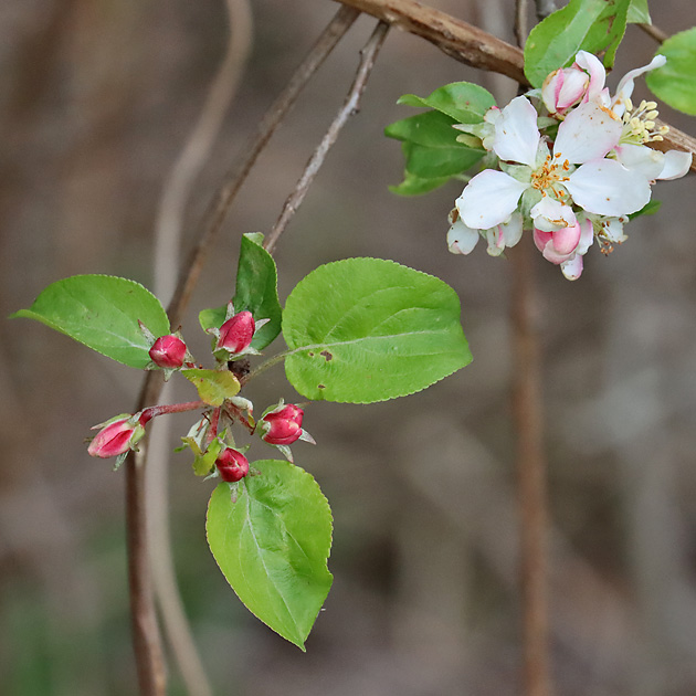 Malus sylvestris domestica