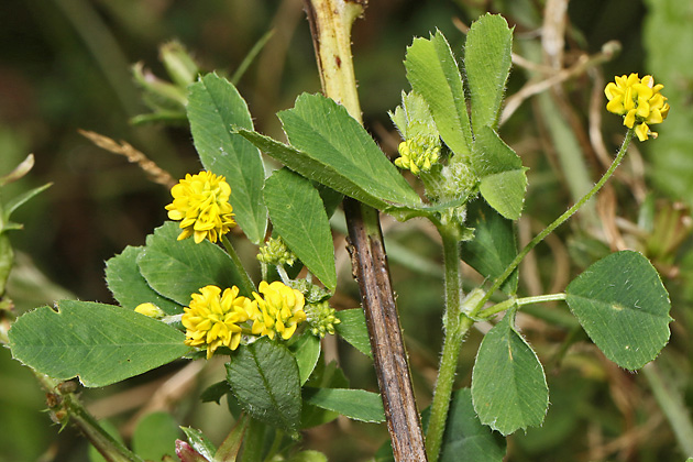 Medicago lupulina