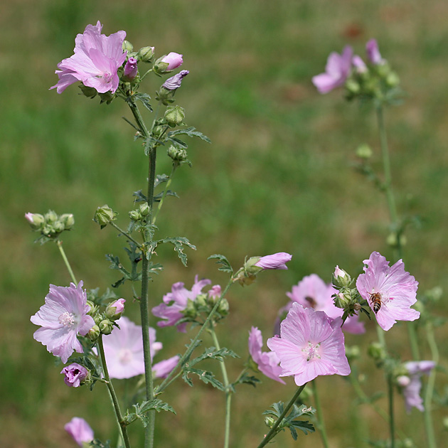 Malva moschata (12.7.2006)