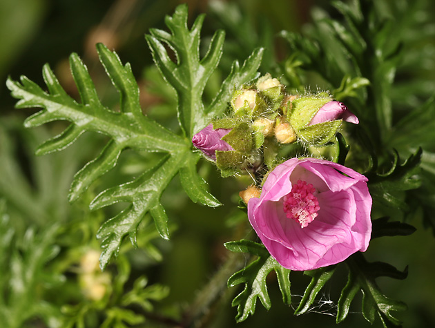 Malva moschata (22.9.2025)