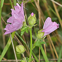 Malva moschata (31.7.2017)