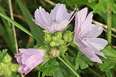 Malva moschata (31.7.2017)