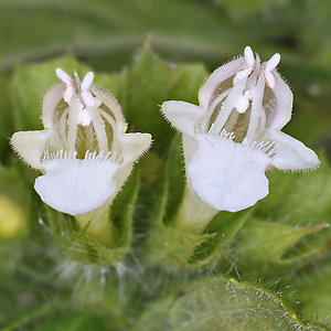 Melissa officinalis