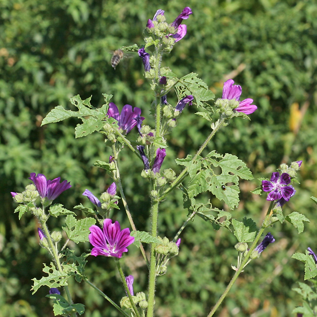 Malva sylvestris (17.7.2005)