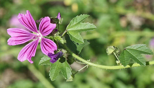 Malva sylvestris (2.9.2025)