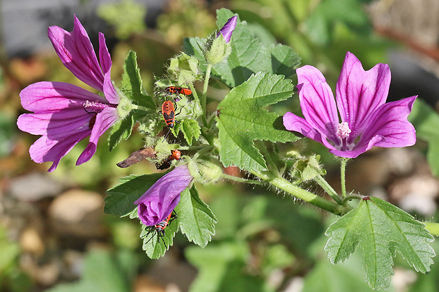 Malva sylvestris (2.9.2025)