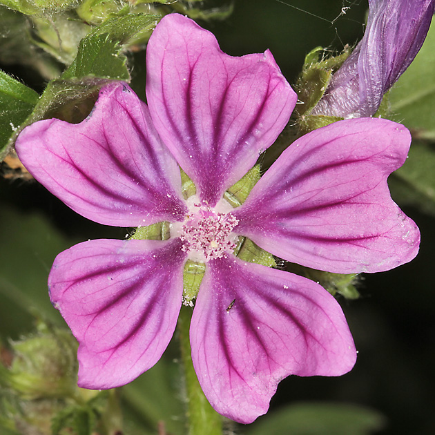 Malva sylvestris (30.6.2013)