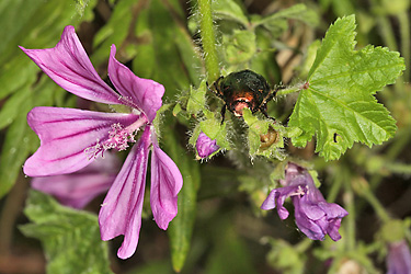 Malva sylvestris (30.6.2013)