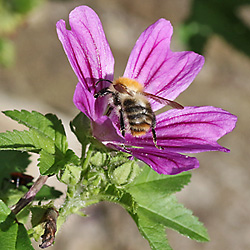 Malva sylvestris (1.9.2025)