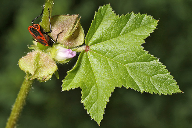 Malva verticilla (1.9.2025)