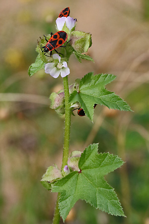 Malva verticilla (2.9.2025)