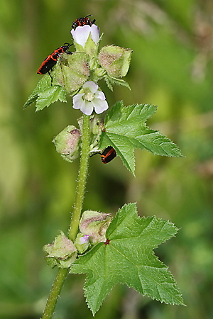 Malva verticilla (2.9.2025)