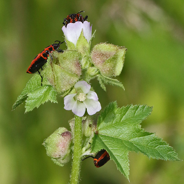 Malva verticilla (2.9.2025)