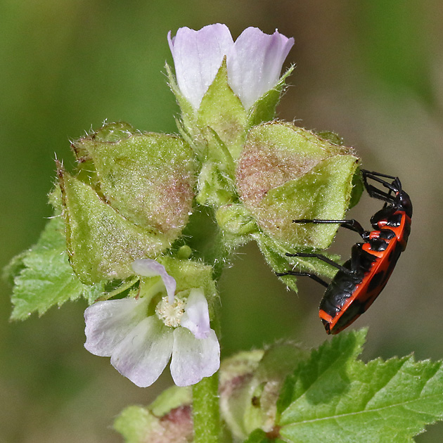 Malva verticilla (2.9.2025)