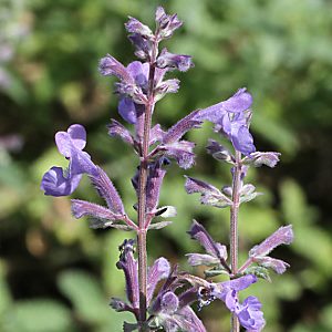 Nepeta cataria