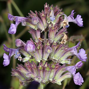 Nepeta cataria