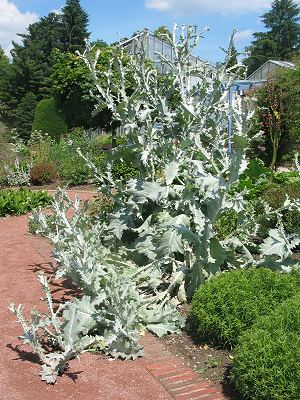 Onopordum acanthium (26.6.2004)