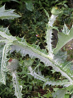 Onopordum acanthium (10.7.2012)