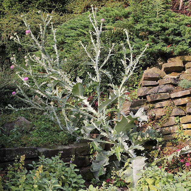 Onopordum acanthium (10.7.2012)